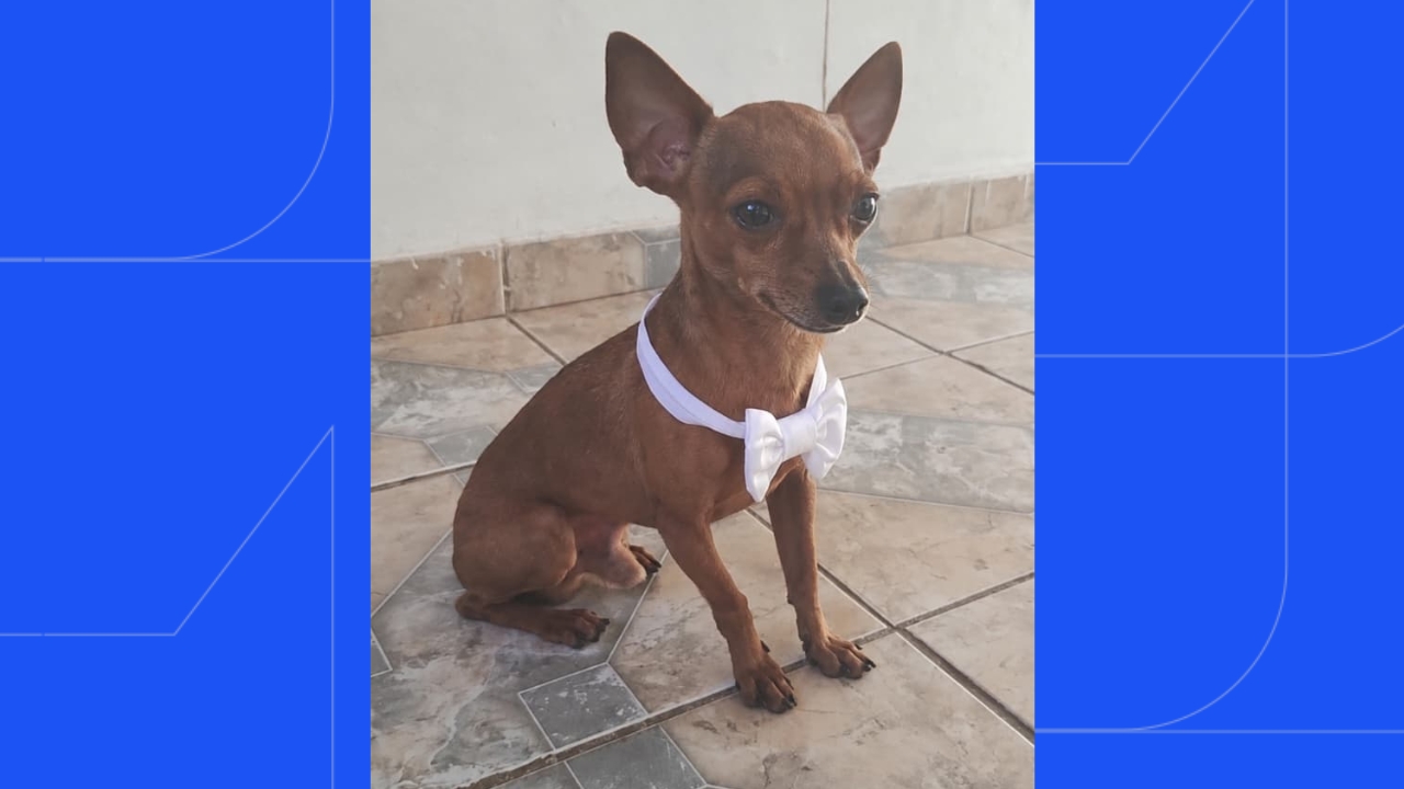 Cachorro é encontrado morto Cachorro é encontrado morto
