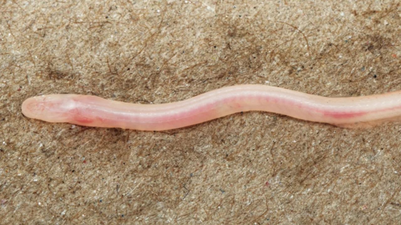 Novo animal descoberto no tik tok