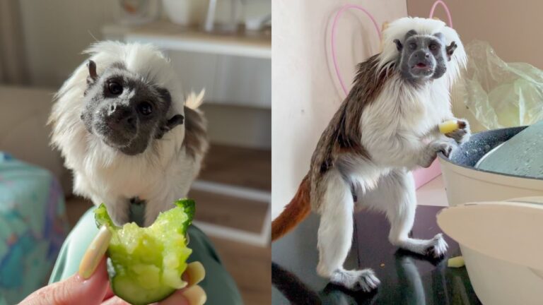 pet inusitado Conhecido pela marcante crista branca, o saguim-cabeça-de-algodão chama a atenção pelo comportamento e pela aparência incomum.