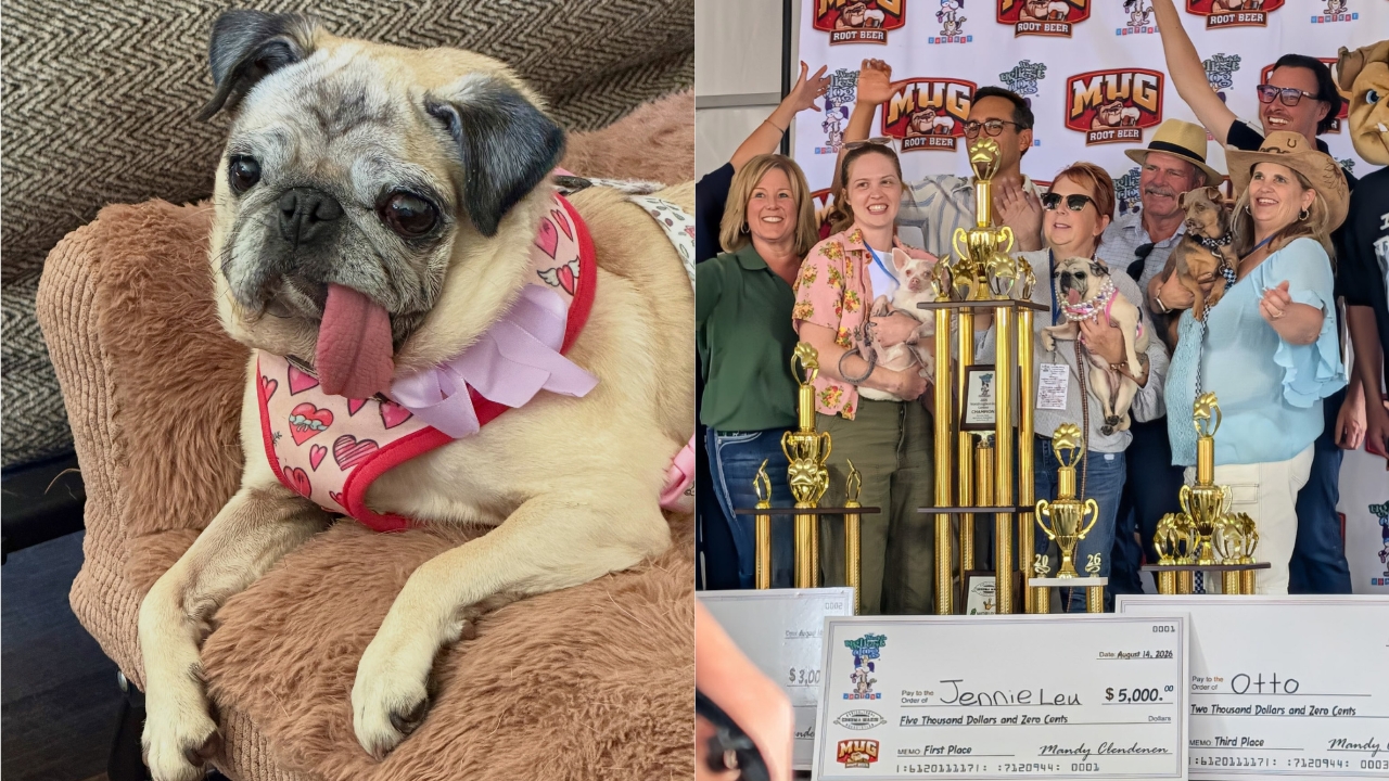 pug eleito Cão Mais Feio