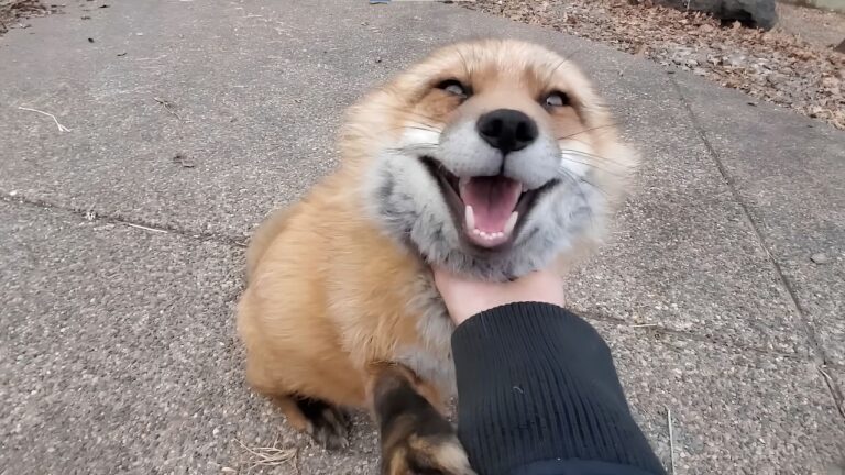 raposa