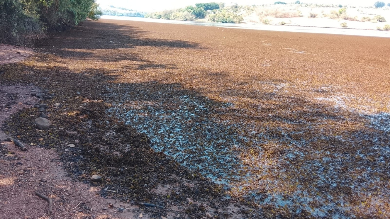 Algas na Represa de Miranda