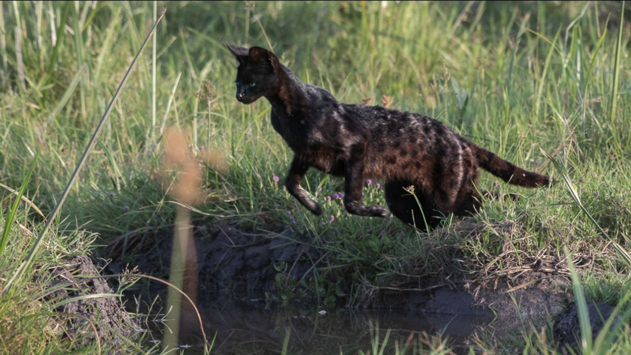 Serval negro