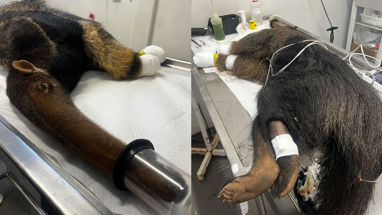 tamanduá ferido tamanduá ferido