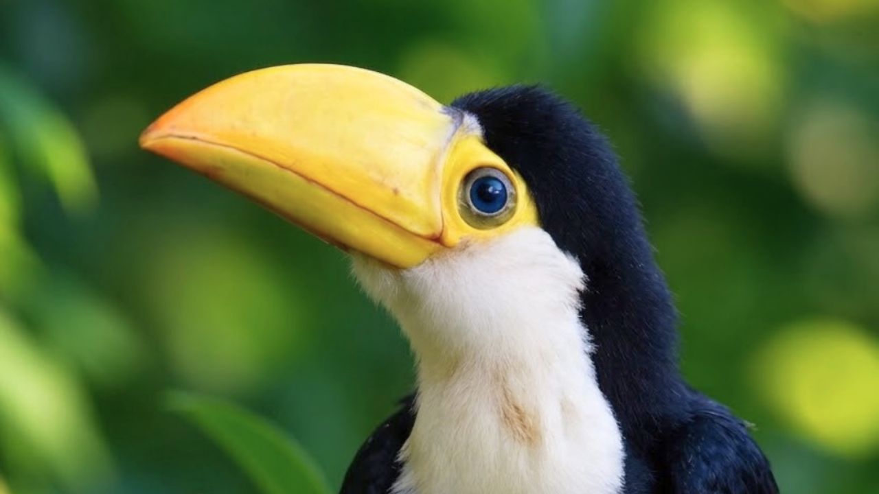 Os tucanos vivem em bandos nas matas brasileiras. Eles são muito comuns na Amazônia e no Pantanal. Algumas espécies aparecem também nas regiões da Mata Atlântica, mais perto do litoral.
