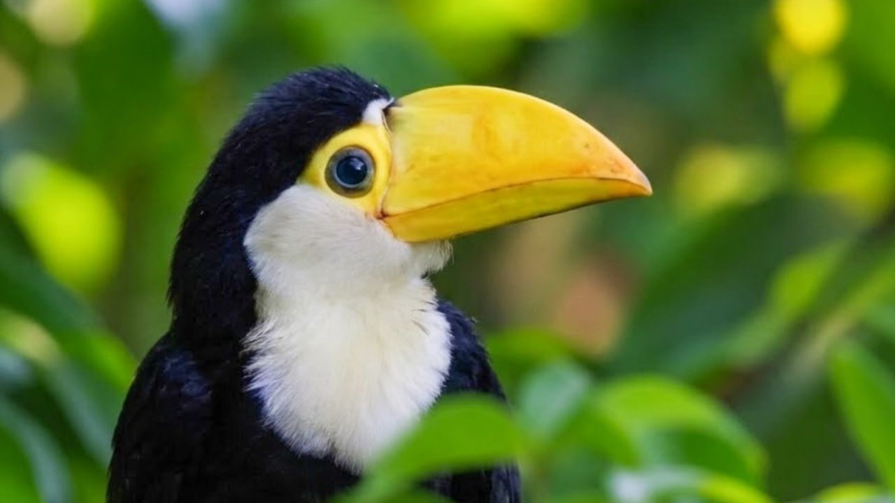 Os tucanos vivem em bandos nas matas brasileiras. Eles são muito comuns na Amazônia e no Pantanal. Algumas espécies aparecem também nas regiões da Mata Atlântica, mais perto do litoral.