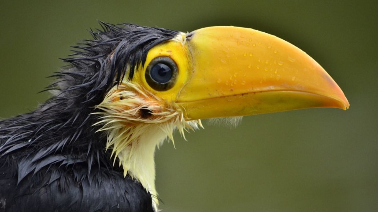 filhote de tucano