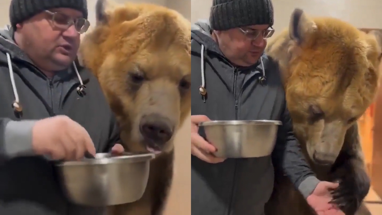 urso de estimação comendo