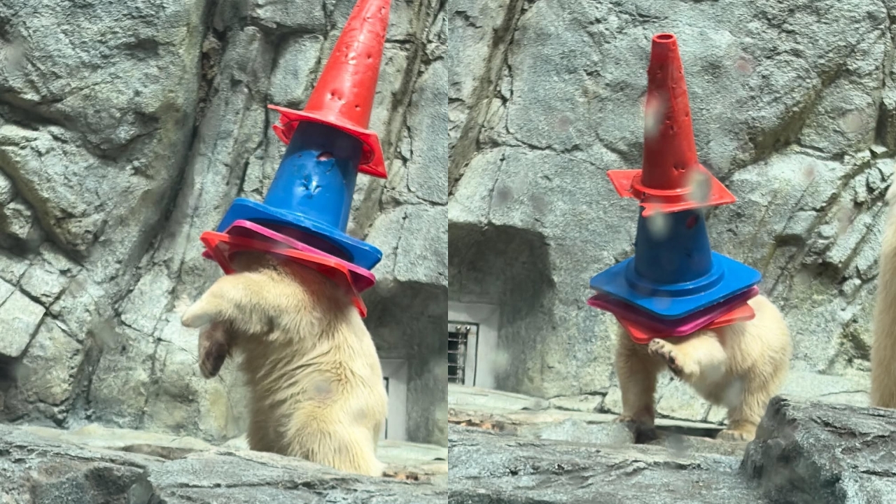 Filhote de urso-polar Momota brinca com cone de trânsito em aquário no Japão