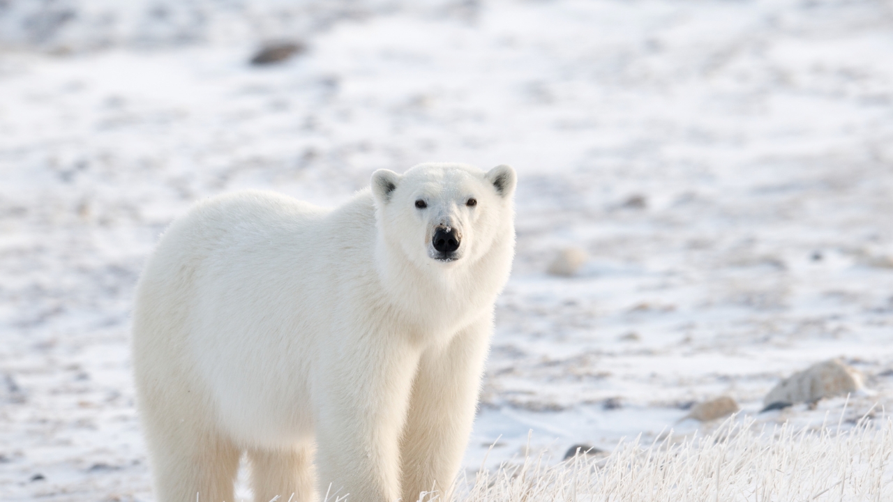 urso polar