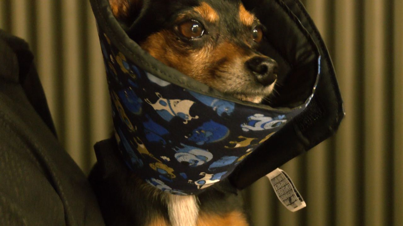 Pinscher é atacado Pinscher é atacado