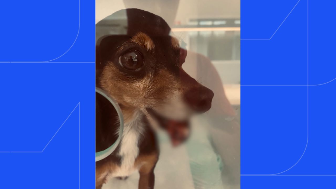 Pinscher é atacado Pinscher é atacado