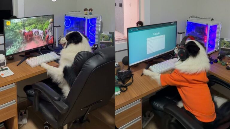 border collie