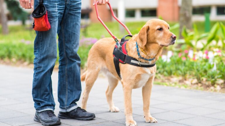 Nova lei amplia o acesso de cães de assistência a transportes, comércios, escolas, hotéis e condomínios em Uberlândia
