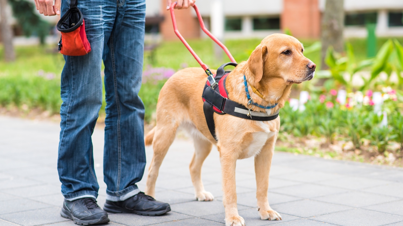 Nova lei amplia acesso de cães de assistência em Uberlândia: veja o que muda Nova lei amplia acesso de cães de assistência em Uberlândia: veja o que muda