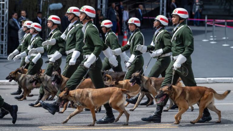Cães de Guerra: Exército fecha parceria para estudar linhagens de animais para Projeto Raptor