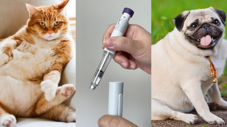 Canetas emagrecedoras para pets: gato com sobrepeso sendo avaliado por veterinário durante estudo clínico