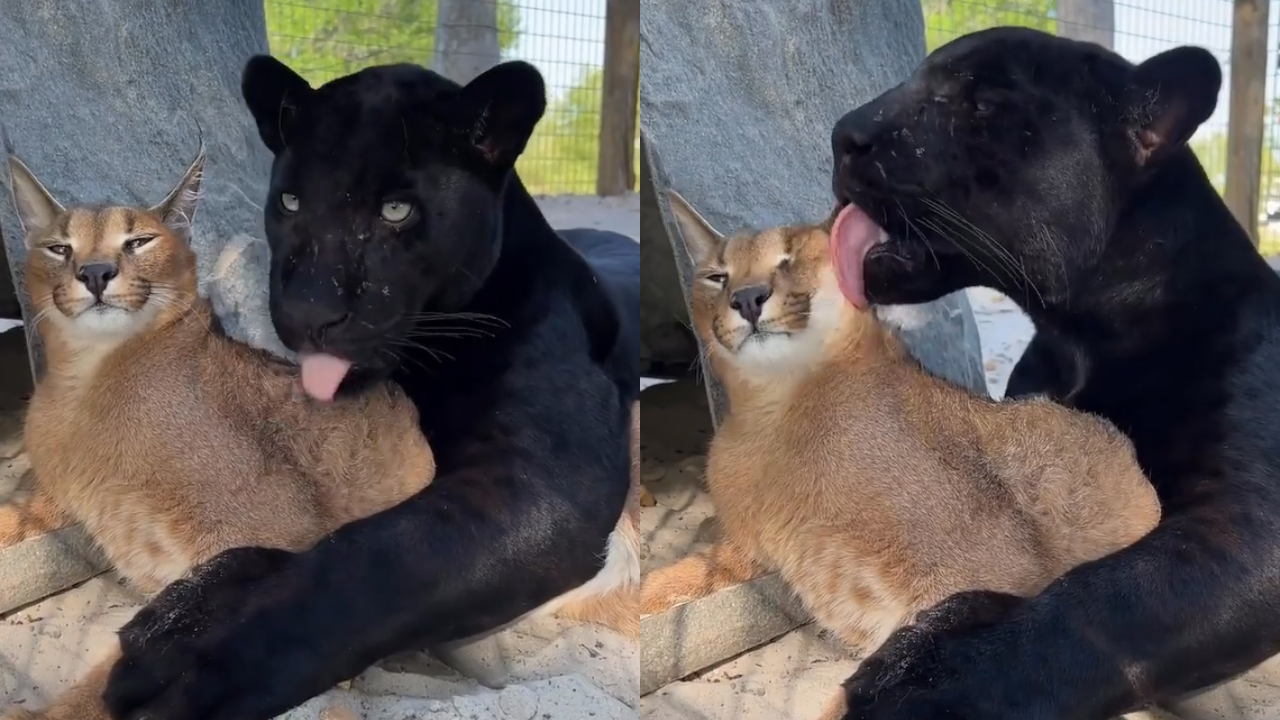 caracal e pantera