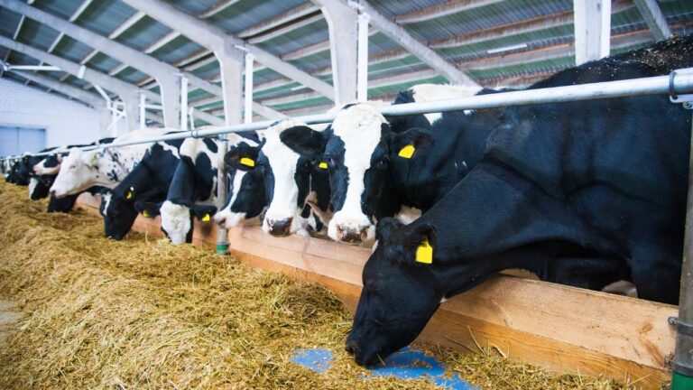 carnes do Brasil são barradas na União Europeia