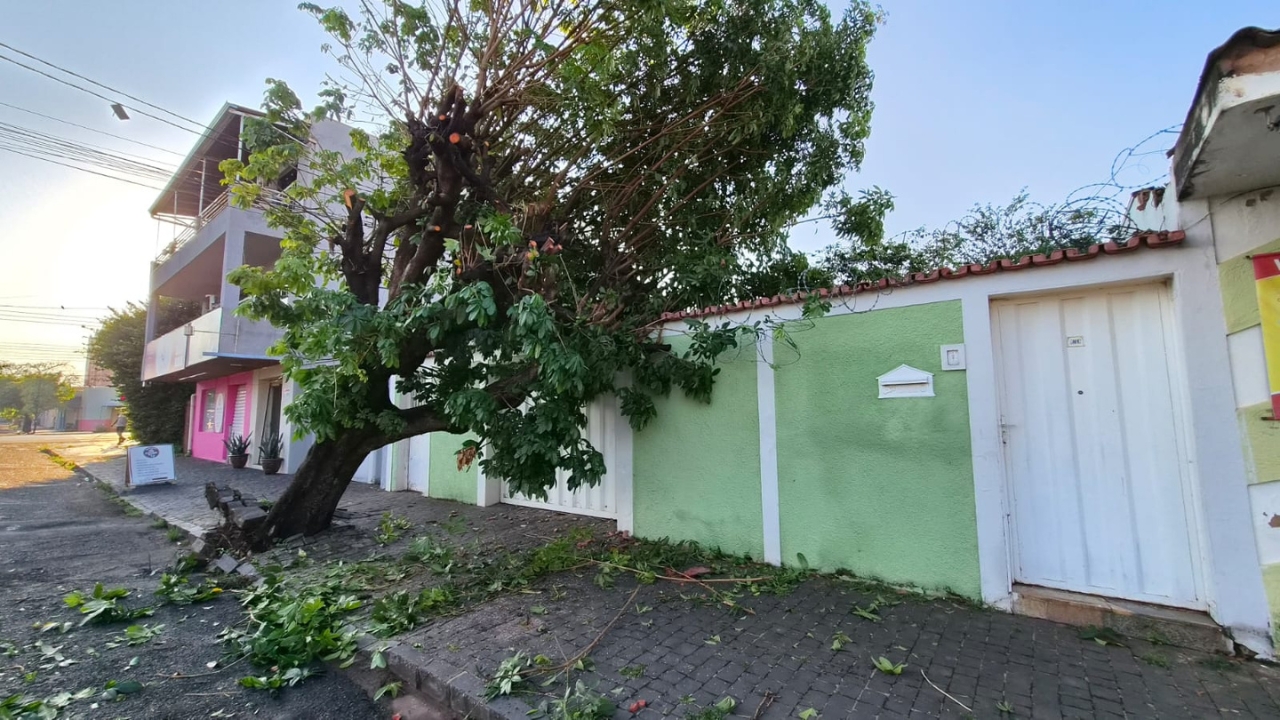Temporal em Uberlândia deixa árvores caídas e falta de energia