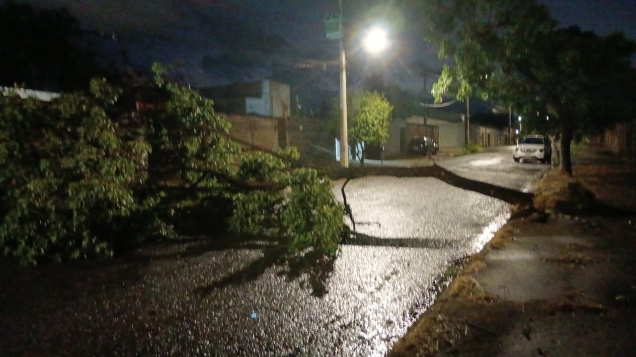 Temporal em Uberlândia deixa árvores caídas e falta de energia