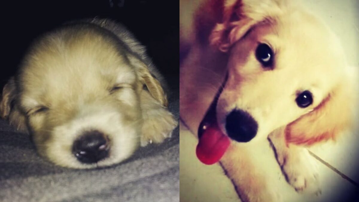Ozzy filhote, cão da história sobre custódia de pets contada por Flávia Reis Ozzy filhote, cão da história sobre custódia de pets contada por Flávia Reis