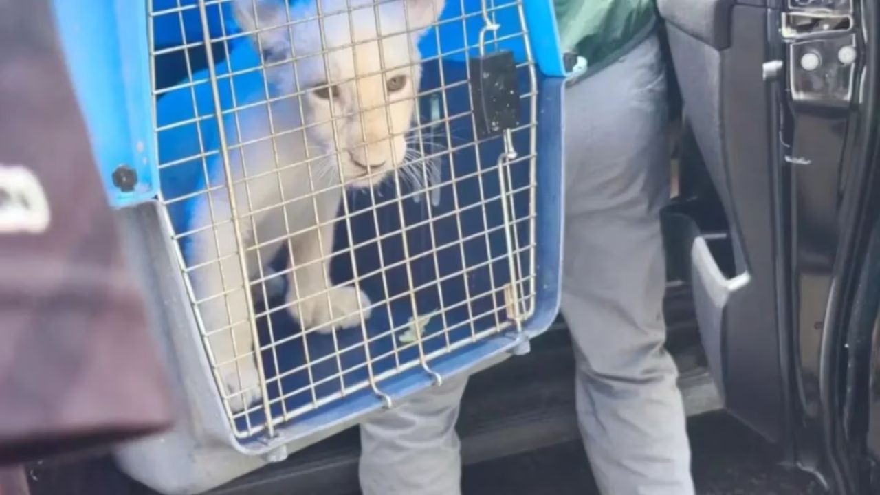 Leão branco é apreendido em hotel após rugidos assustarem vizinhos na Tailândia Leão branco é apreendido em hotel após rugidos assustarem vizinhos na Tailândia