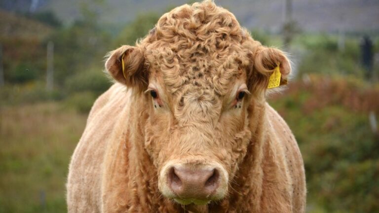 Justiça condena dono de touro que invadiu propriedade e fecundou as vacas do vizinho depois de pular a cerca