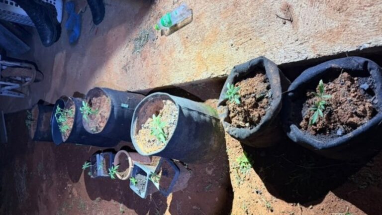 56 pés de maconha em Patos de Minas foram encontrados no quintal de uma chácara