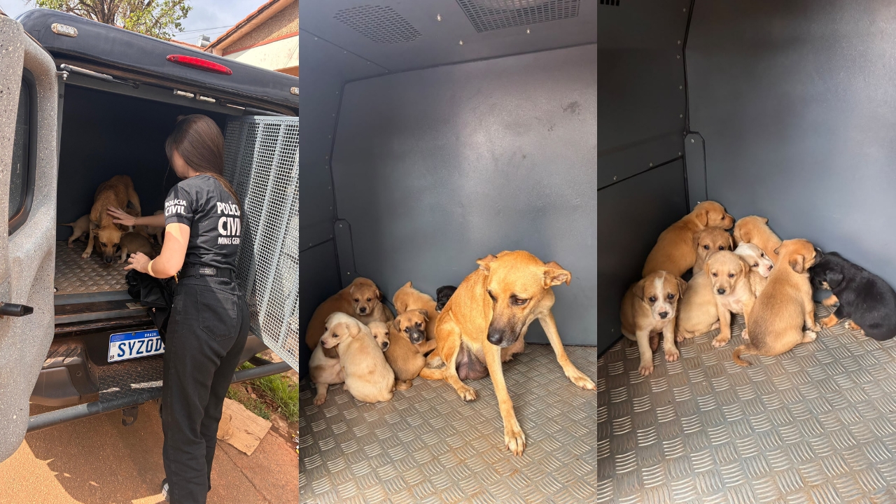 Nove cães são resgatados após denúncia de maus-tratos em Campos Altos Nove cães são resgatados após denúncia de maus-tratos em Campos Altos