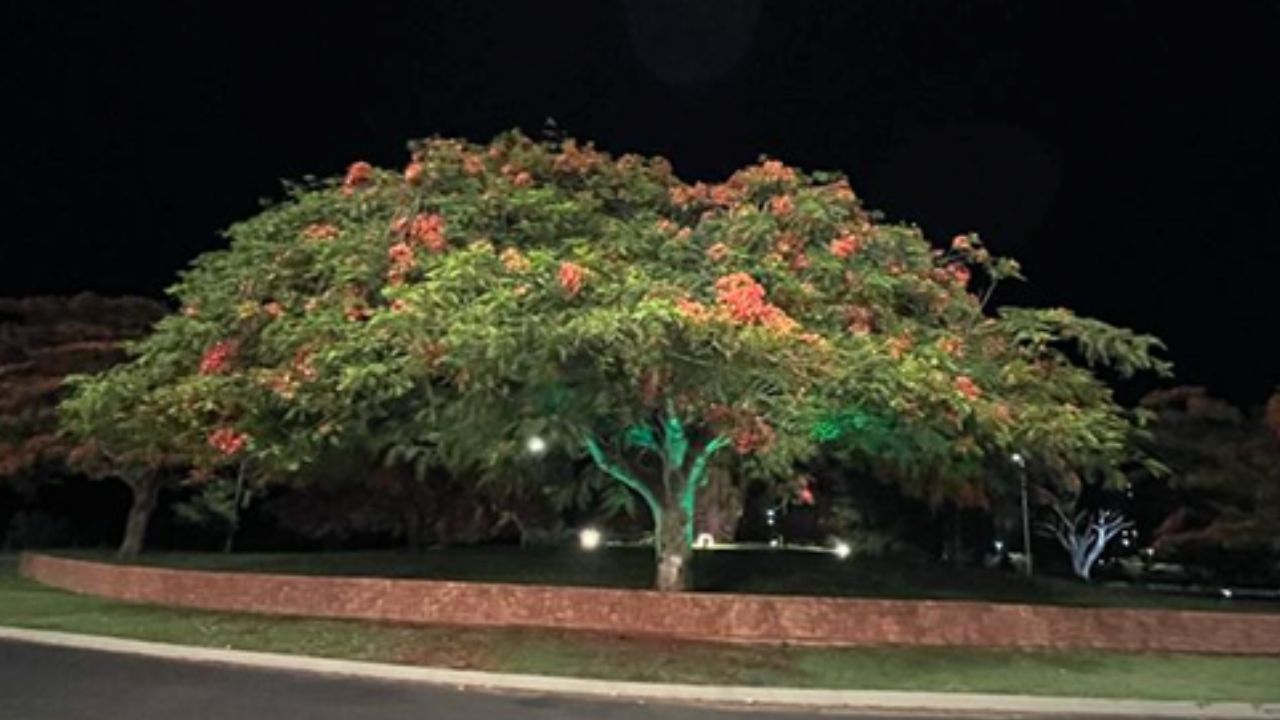 A árvore conhecida como Flamboyant A árvore conhecida como Flamboyant