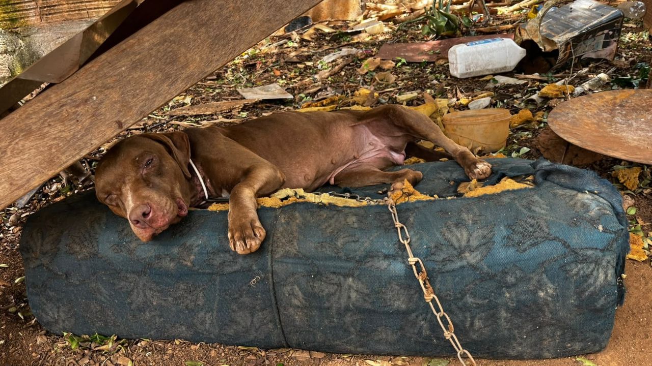 Cachorra é resgatada Cachorra é resgatada
