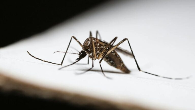 Mosquitos contra a dengue