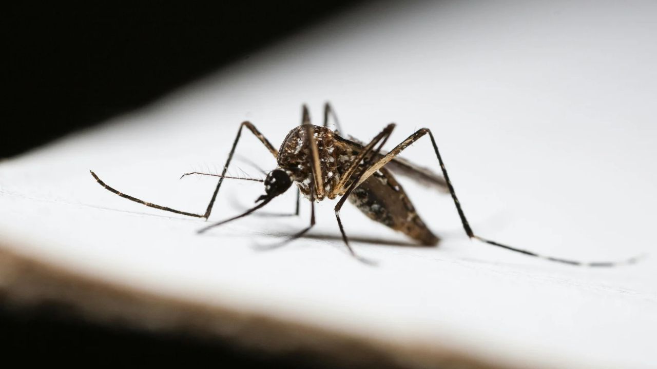 Mosquitos contra a dengue Mosquitos contra a dengue