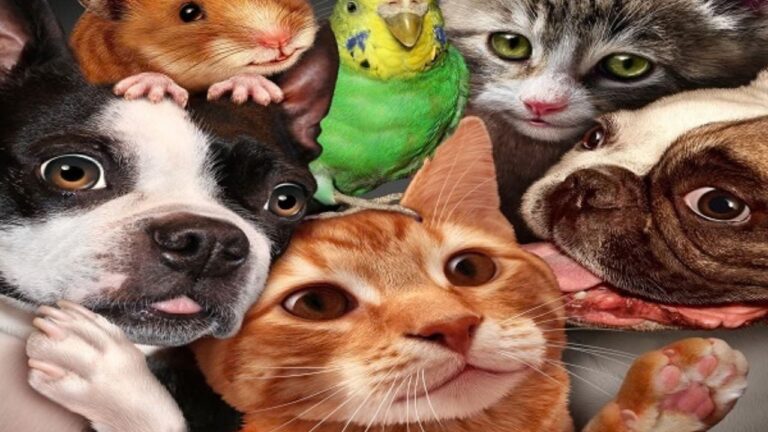 Dia Mundial dos Animais Dia Mundial dos Animais
