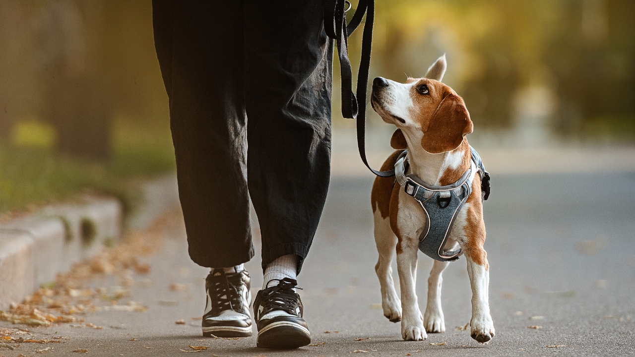 Passear com cachorro