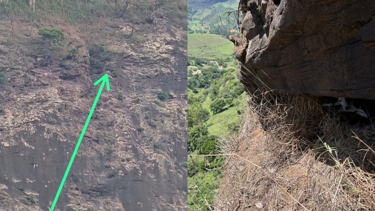 cachorro resgatado em pedreira
