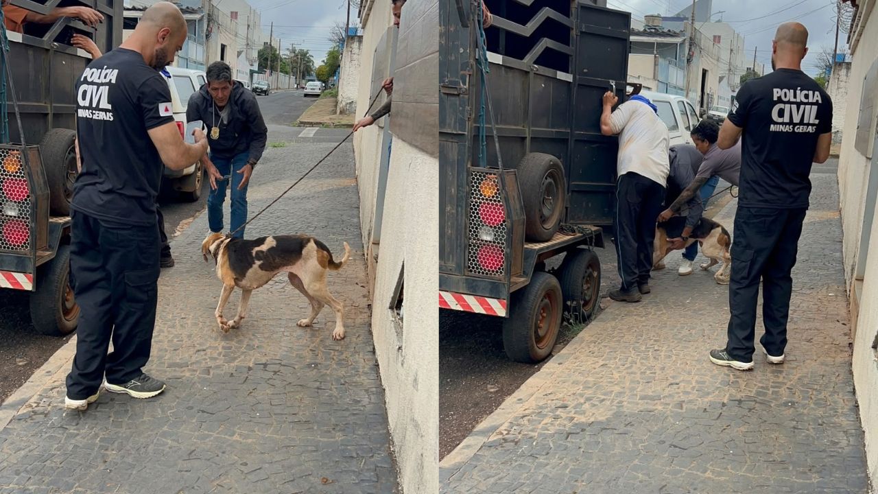 cães resgatados de canil clandestino cães resgatados de canil clandestino