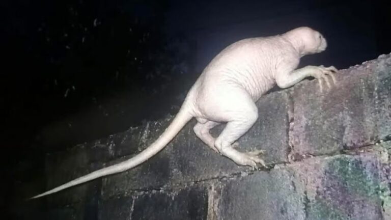 ¿La Chupacabra?