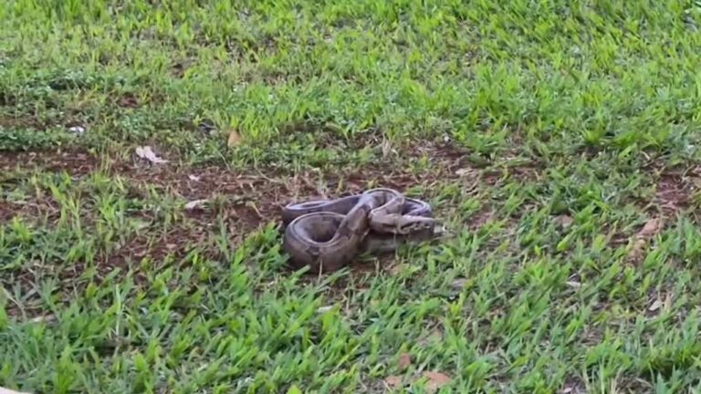 Jiboia é resgatada pelo Corpo de Bombeiros na Praça do Coreto, no centro de Uberlândia. Ocorrência atraiu curiosos e área precisou ser isolada. Confira!