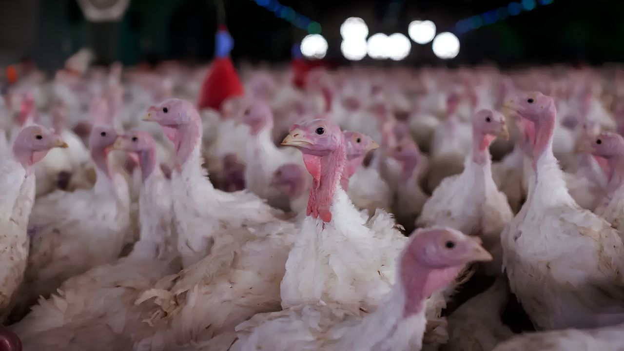 Agricultura confirma foco de doença de Newcastle em estabelecimento avícula de perus Santa Catarina
