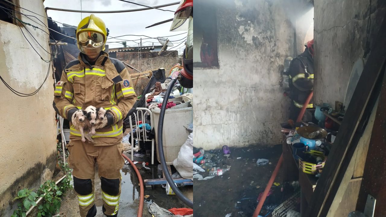 resgate filhotes de cachorro em incendio