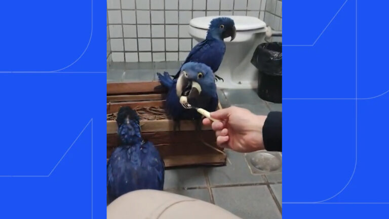 PRF resgatou três araras-azuis em caixa de madeira no porta-malas de um carro; motorista afirmou que buscou as aves em Uberaba