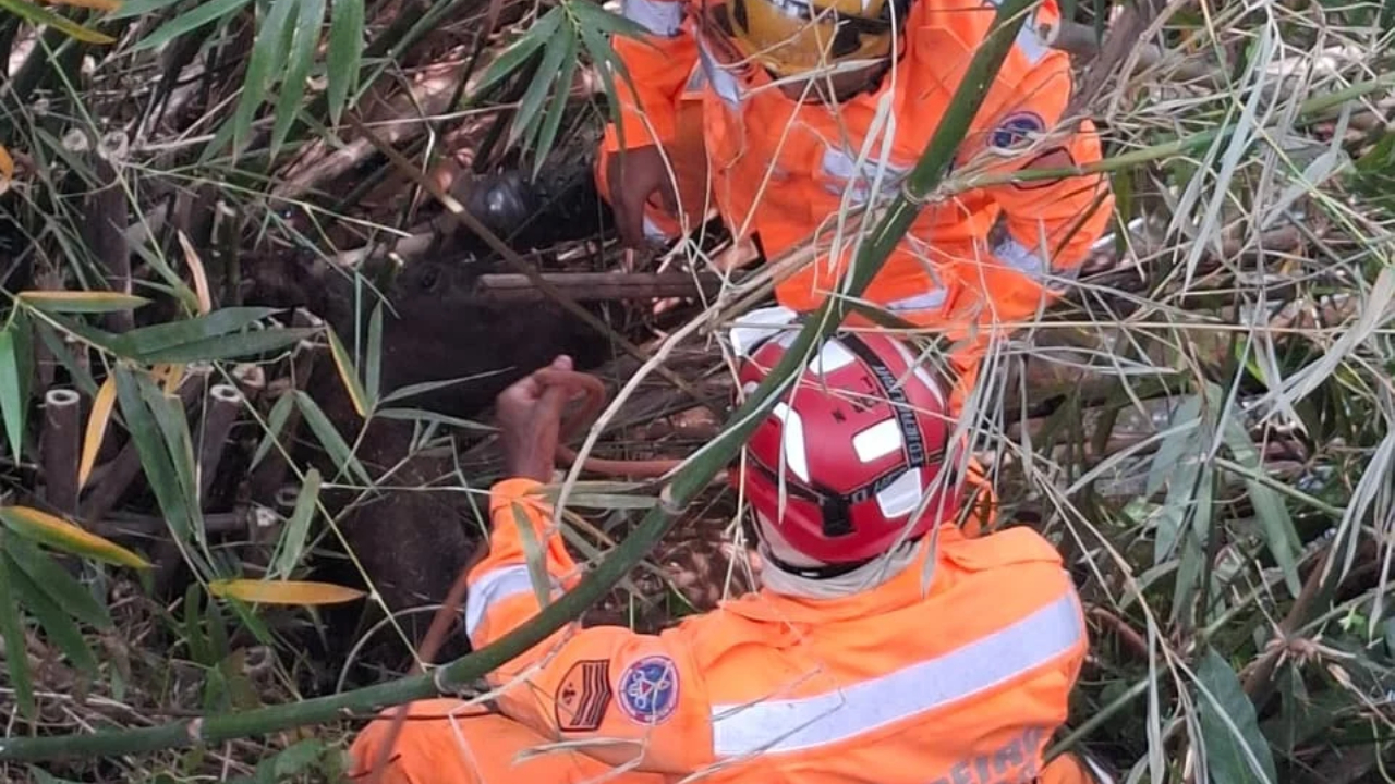 Bombeiros usam cordas e polia para resgatar potrinho de córrego em Ituiutaba Bombeiros usam cordas e polia para resgatar potrinho de córrego em Ituiutaba
